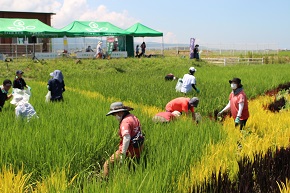 佐渡市の田んぼアートでTeam ECO Work!を開催