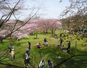 新発田・大峰山桜公園でTeam ECO Work!を開催