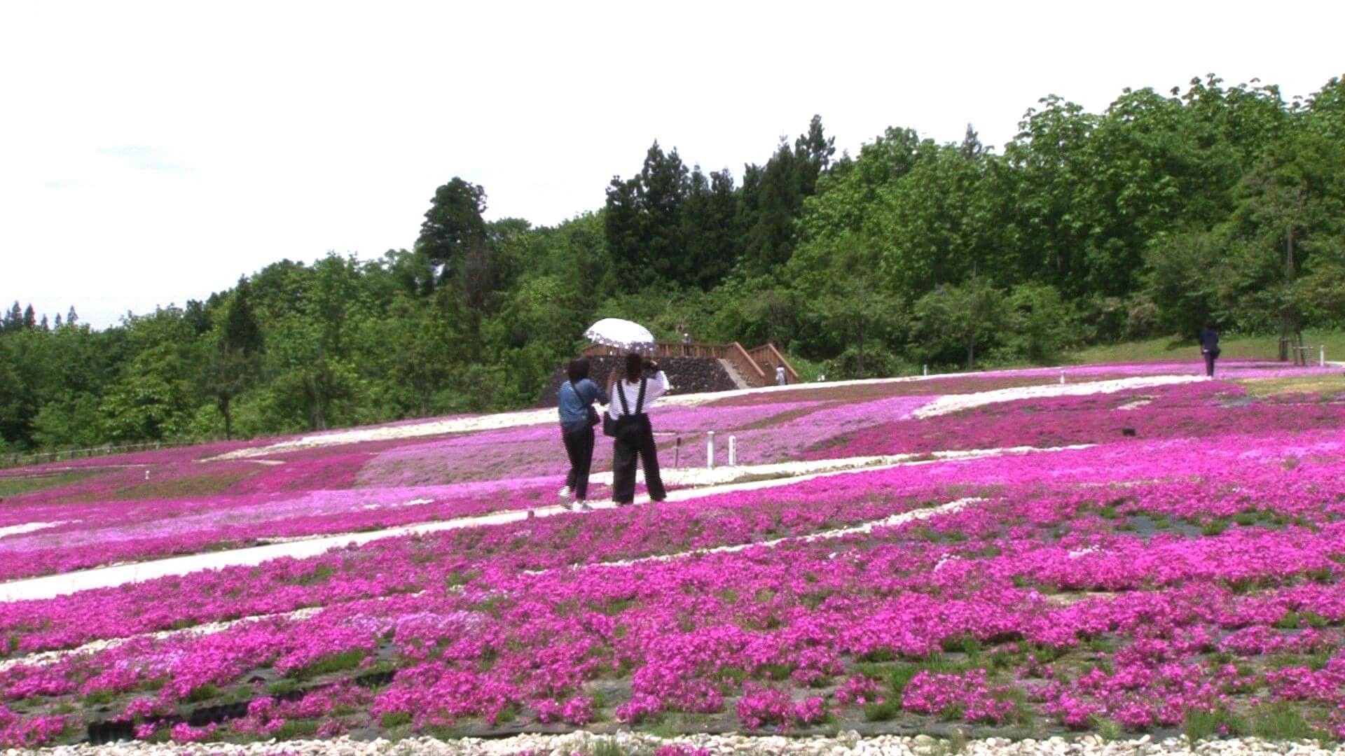 5/22『テレビお花見 ピンクのじゅうたん  芝桜』