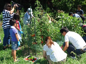 エコまる村！「夏野菜の収穫&キムラマサアキの料理教室」