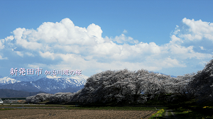 2021年4月🌱Team ECOメッセージは新発田市