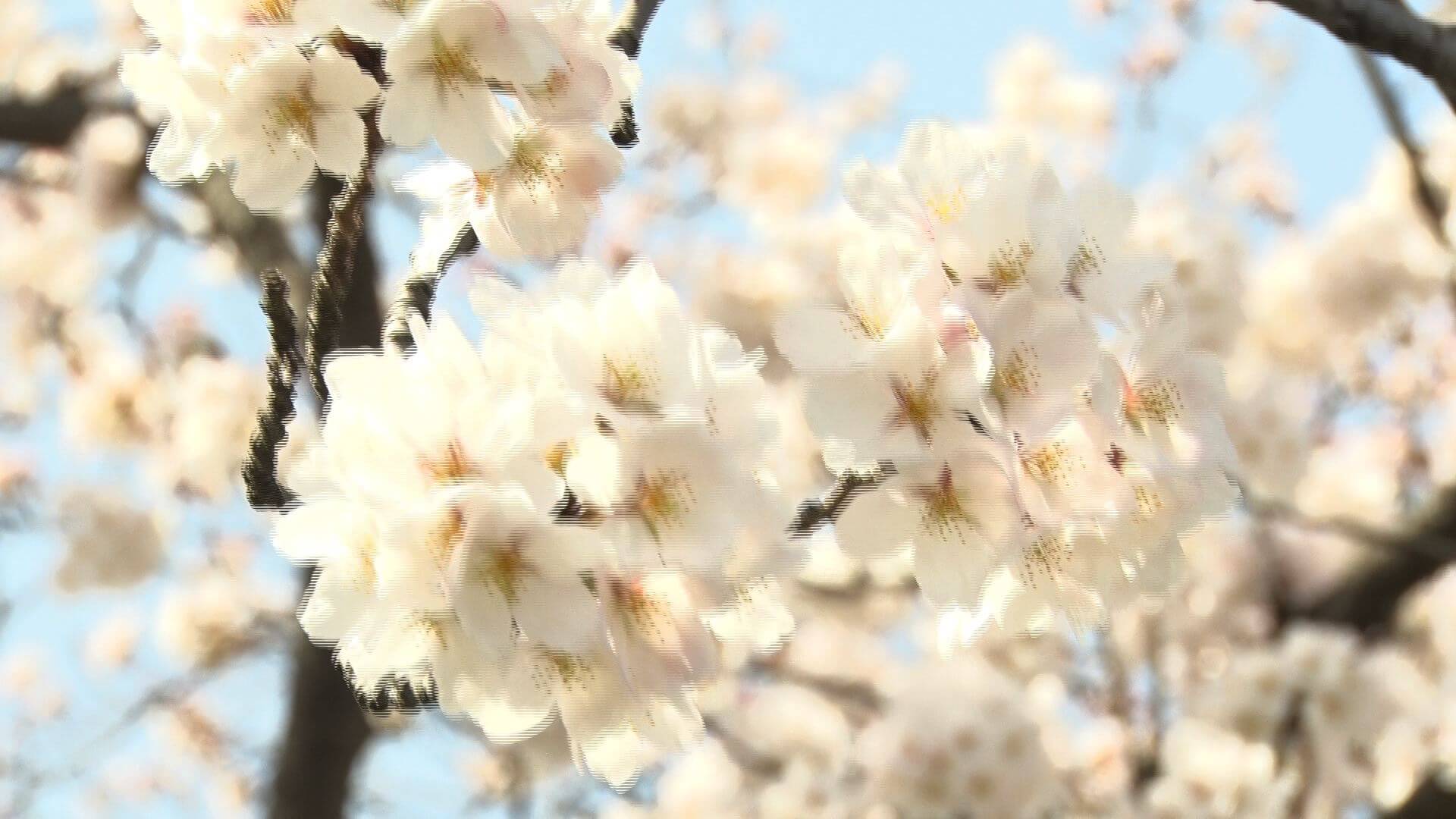 4/3『テレビお花見 満開！サクラ＆菜の花の共演  新発田市加治川堤』