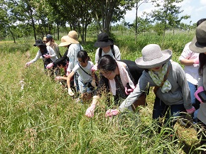 新潟市北区の福島潟でTeam ECO Work!を開催