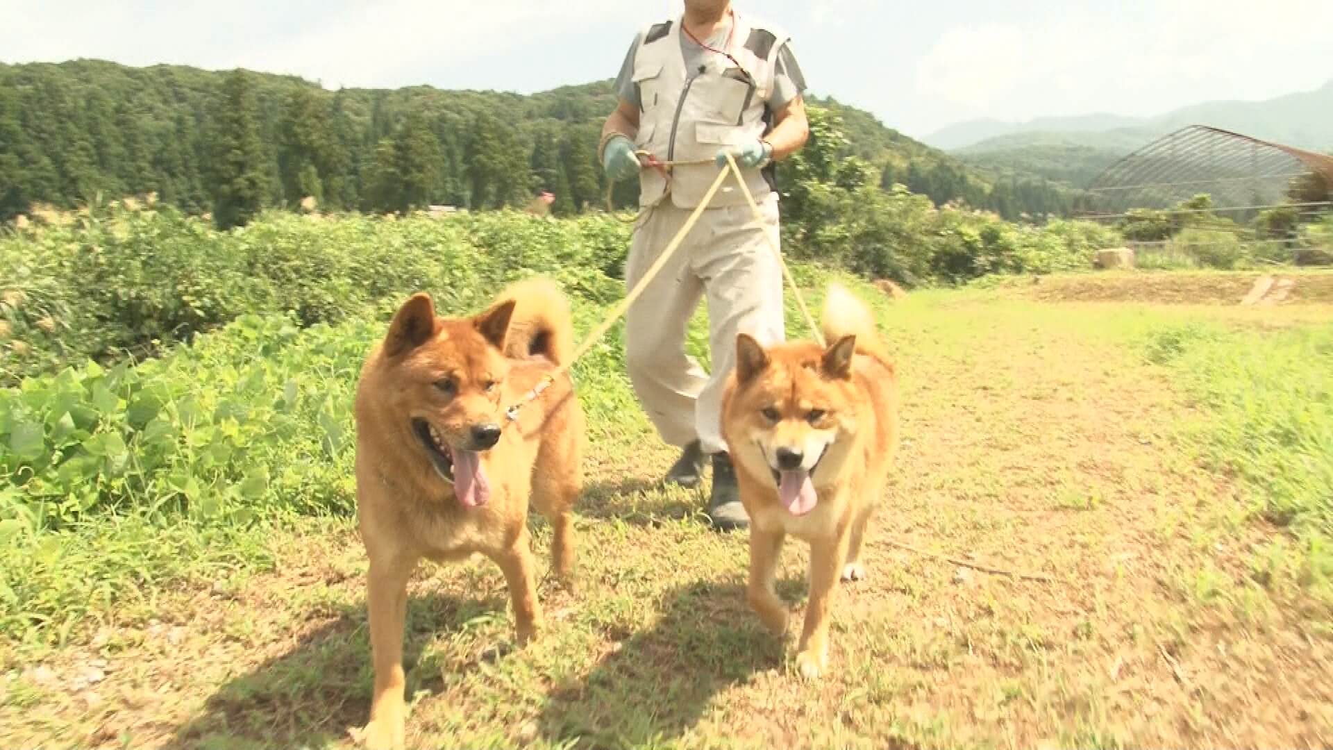 9/5 鳥獣対策はおまかせ！希少な猟犬「梓山犬」