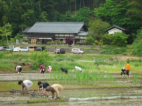 エコまる村！「田植え体験」