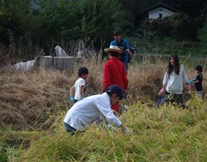 エコまる村！「稲刈り」ワークショップ