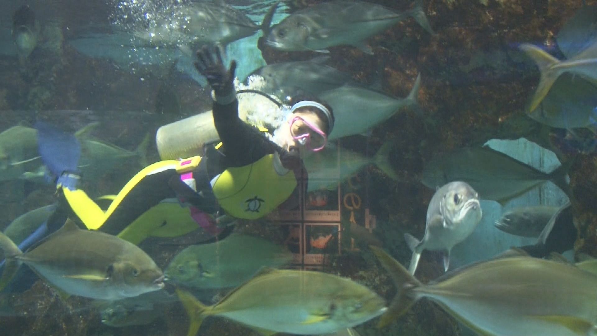 5/4『水族館の新人ダイバー デビューに密着』