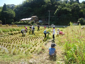 エコまる村！「稲刈り体験会」