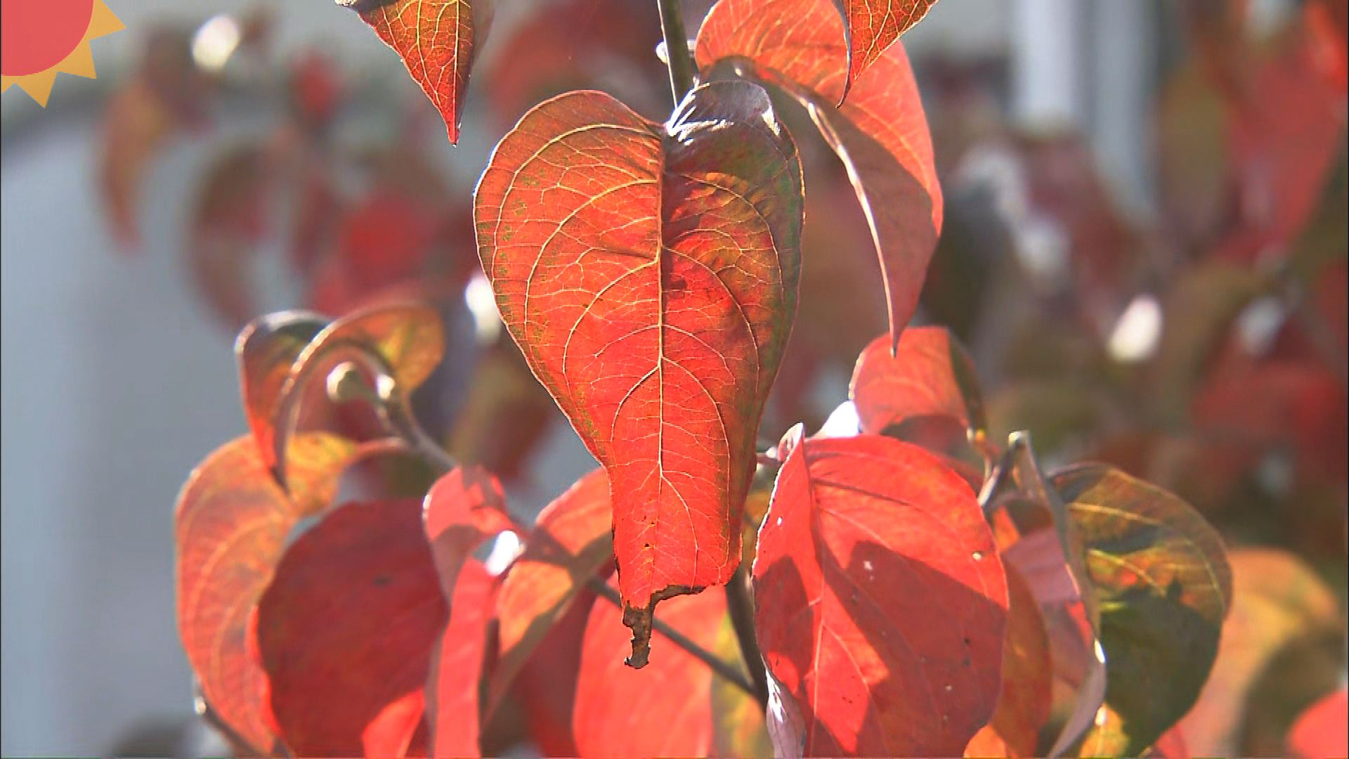 10/30 もうすぐ阿賀町も紅葉シーズン