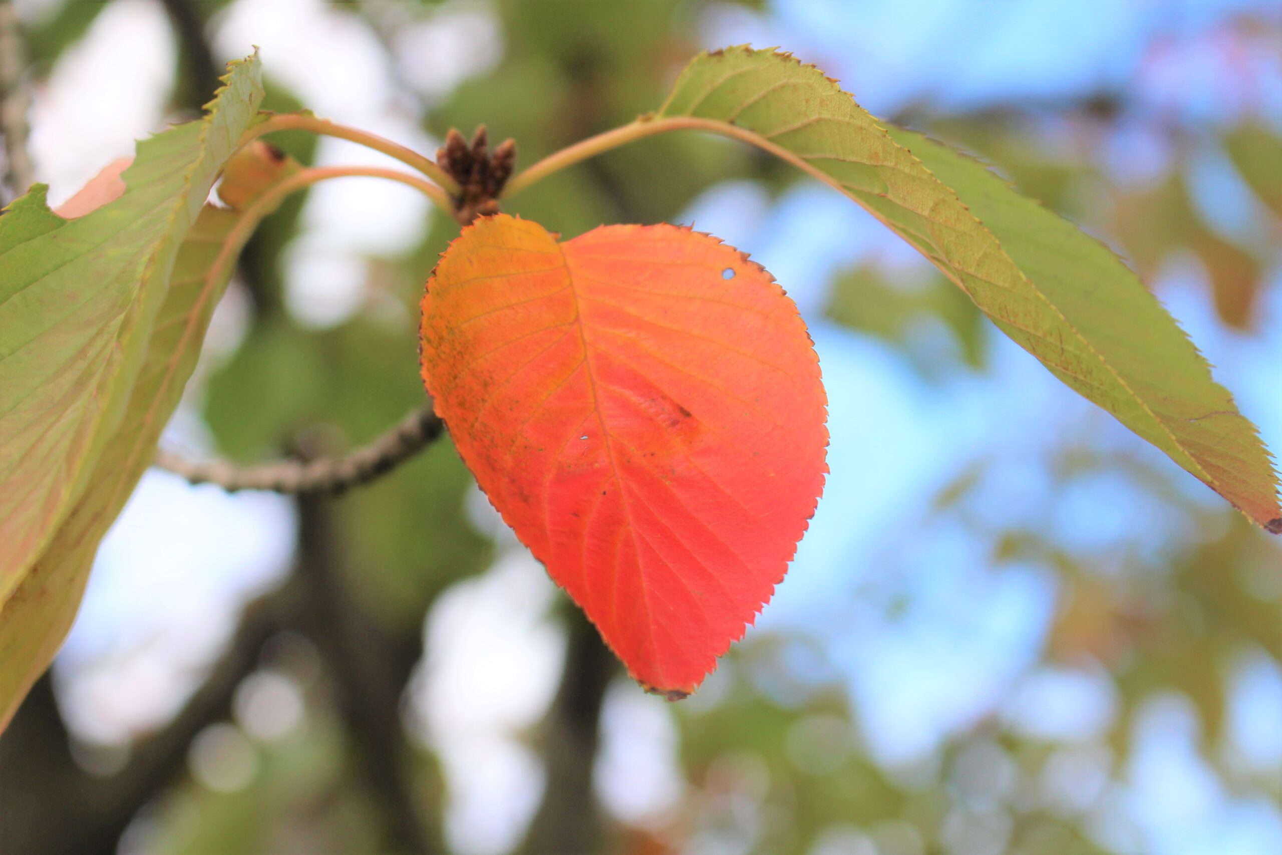 深まる秋🍂ごみ拾いで温まる体
