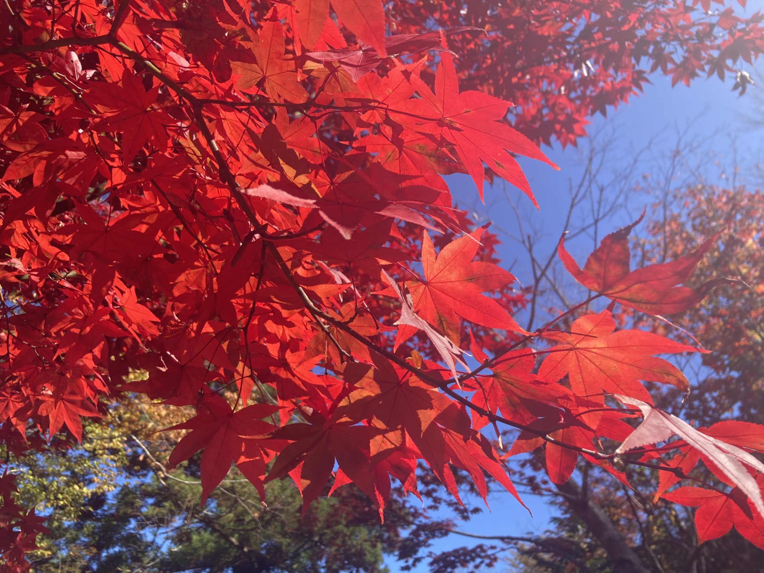 11/6弥彦村 もみじ谷 紅葉中継