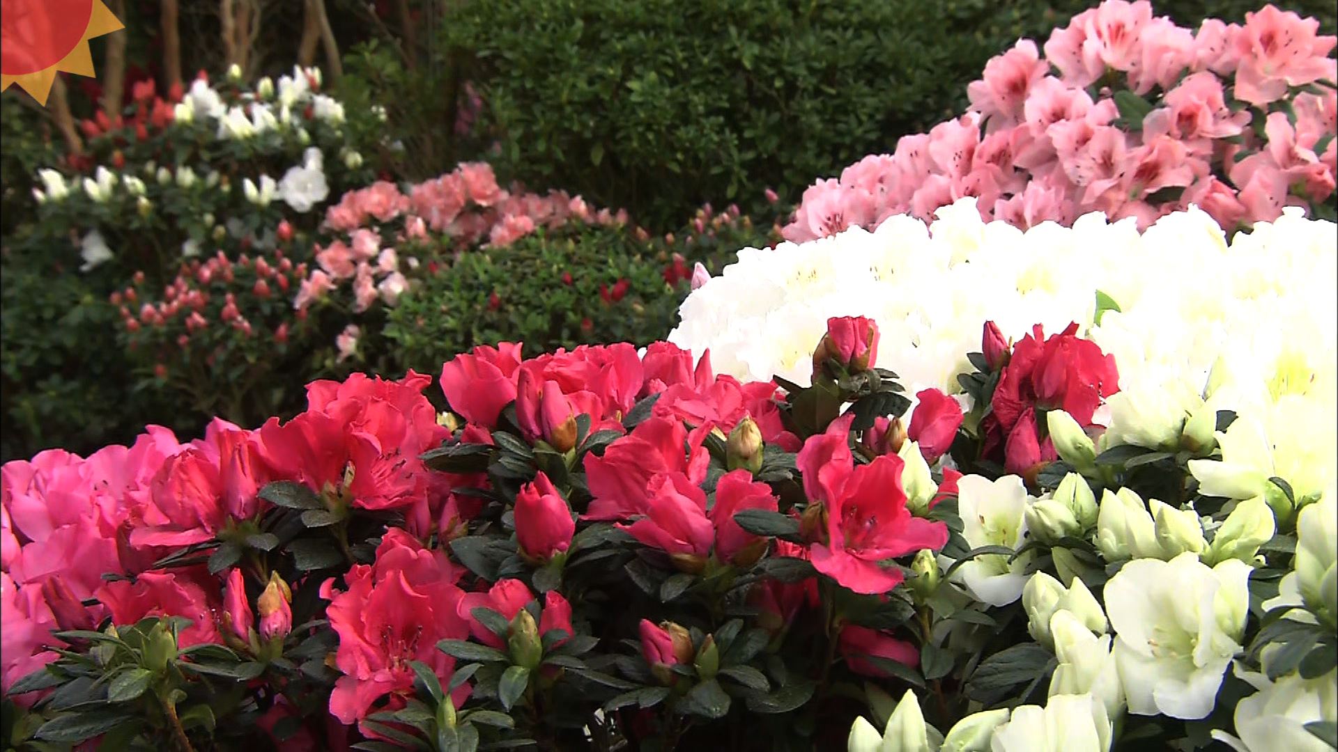 1/29『華やか！アザレア』新潟県立植物園