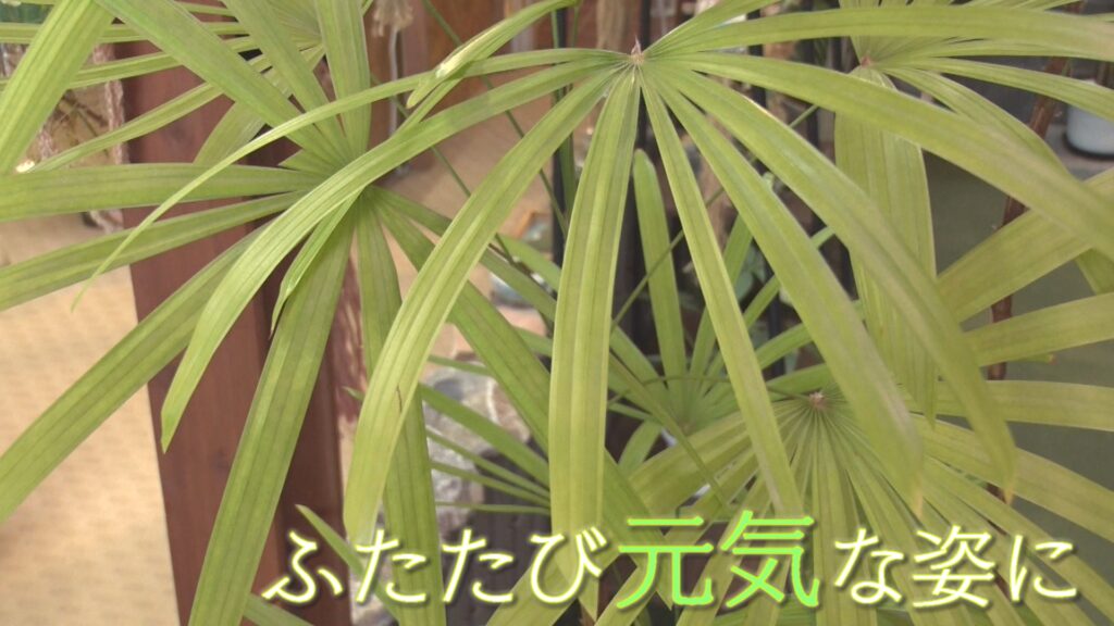 Ux新潟テレビ21 3 12植物を 治療 するお医者さん Ux新潟テレビ21 3 12植物を 治療 するお医者さん