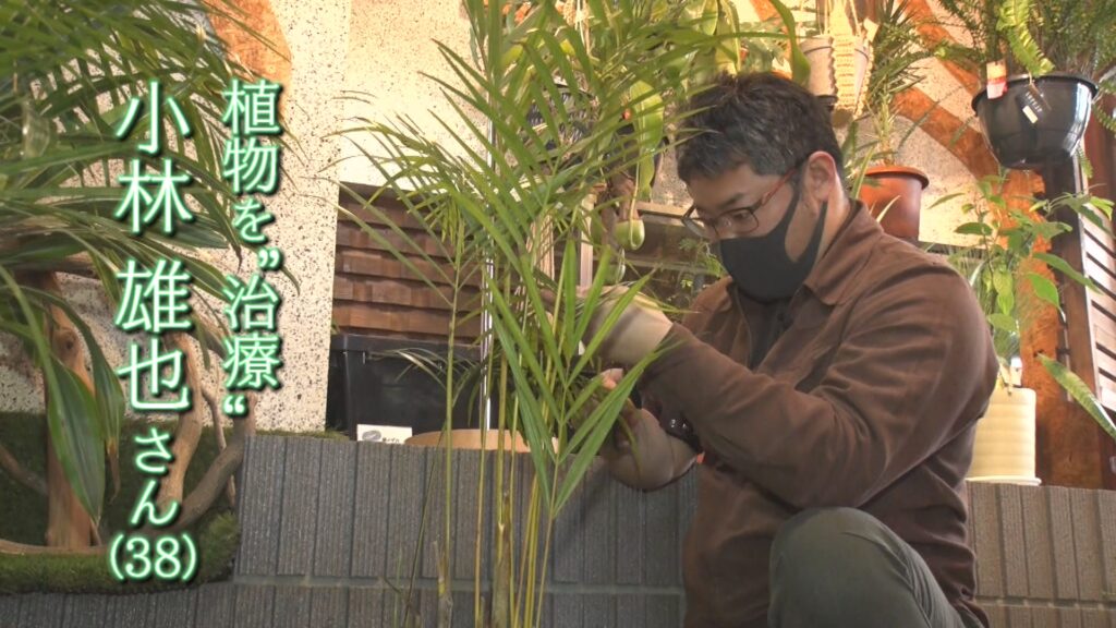 Ux新潟テレビ21 3 12植物を 治療 するお医者さん Ux新潟テレビ21 3 12植物を 治療 するお医者さん