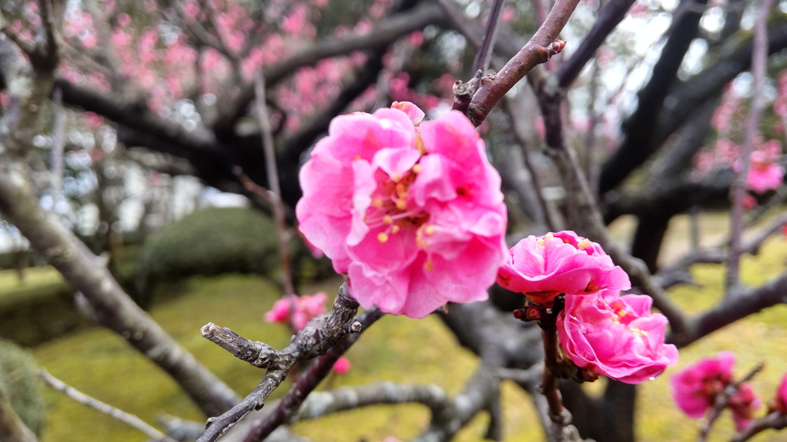 3/19『もうすぐ春！かめだ梅の花めぐり』