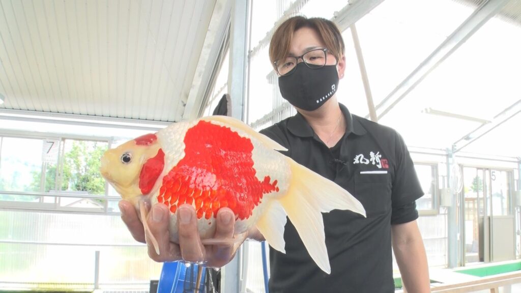 ★山古志玉サバ★Ｐ１８　当歳　５匹　玉サバ 2025年最新玉サバ(金魚)の魅力的な商品一覧 - Yahoo!オークション