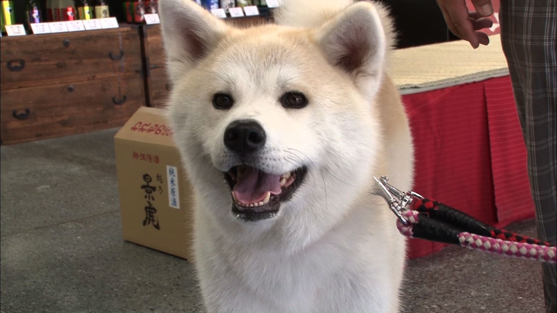 7/2『栃尾の名物エトセトラ』