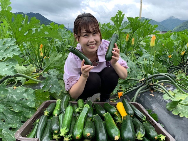 7/23『収穫の最盛期 湯沢のズッキーニ』