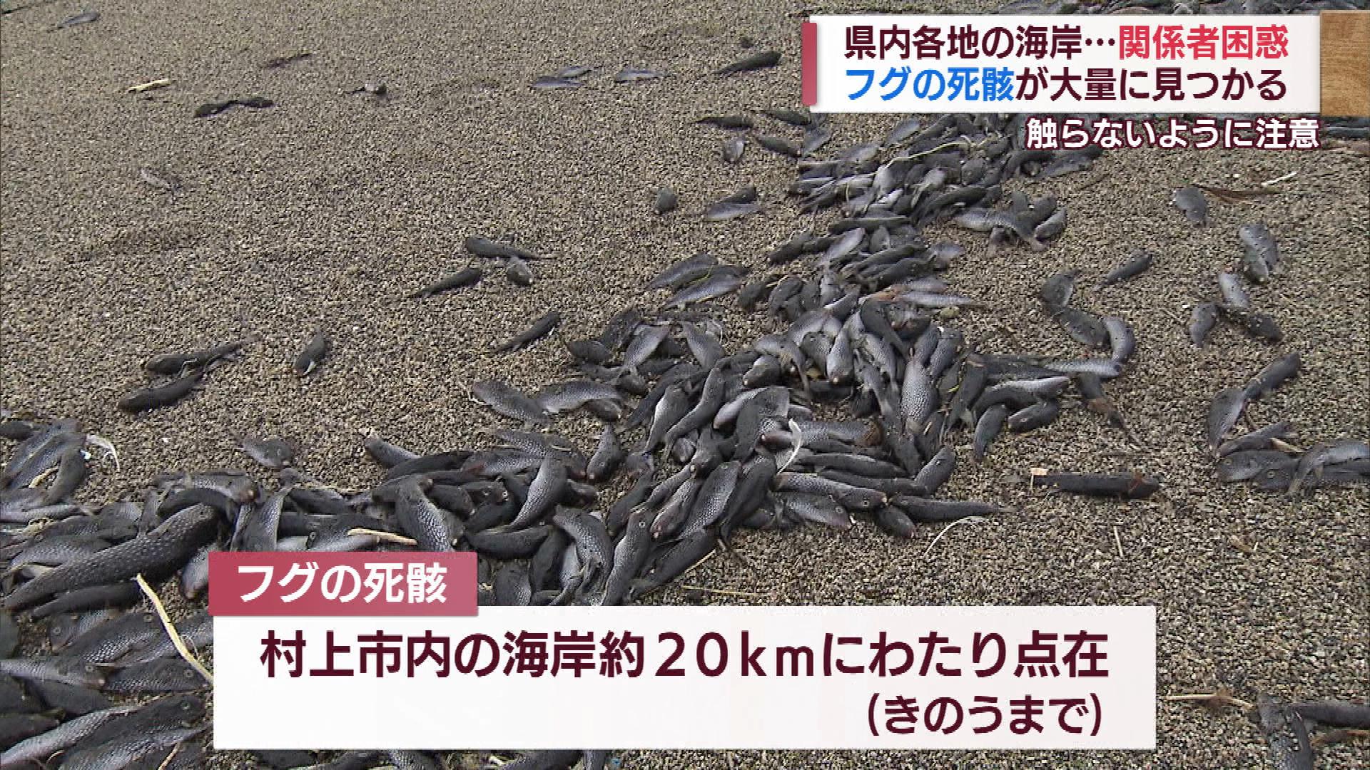 【続報】海岸に漂着　大量のフグの死骸　原因は？　漁業関係者も困惑【新潟】
