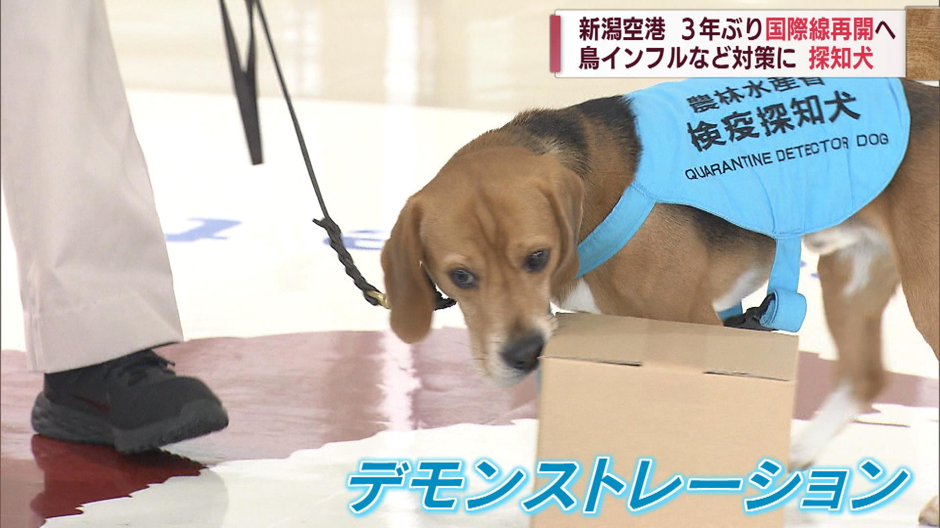 新潟空港に探知犬　海外からの鳥インフルエンザ持込み防止へデモンストレーション【新潟】