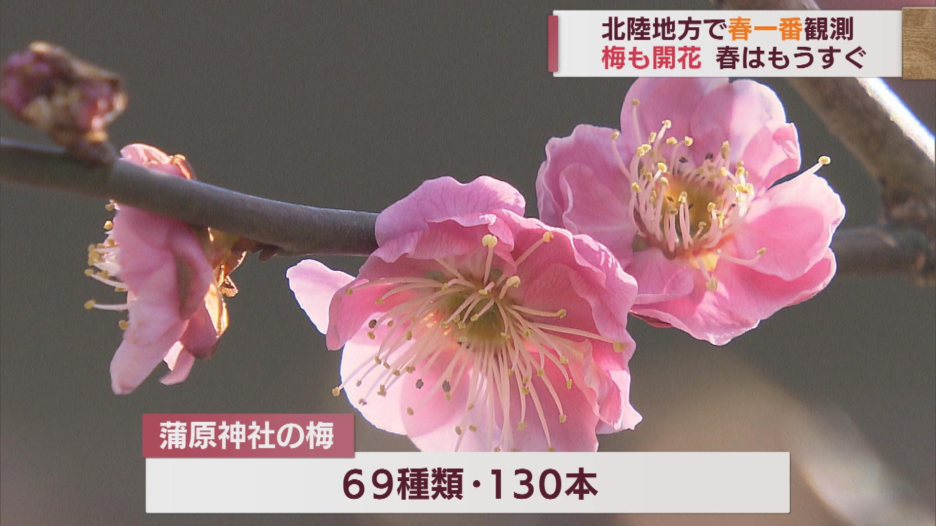 梅 咲ほころび　冬の終わりを告げる「春一番」【新潟】