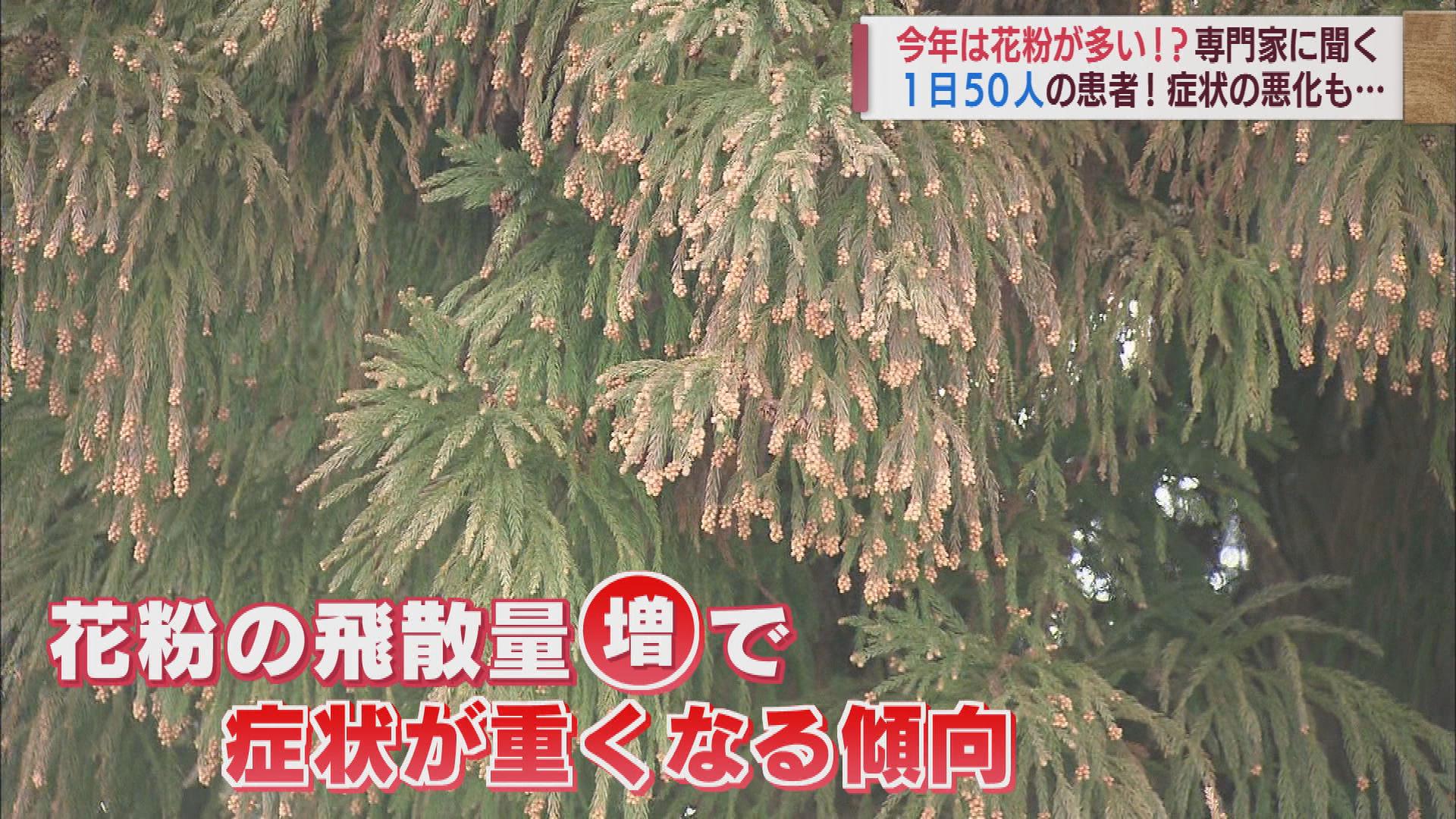 悩ましい「花粉」の季節　今年は例年より飛散量が多い？医師に聞く今年の傾向と対策【新潟】