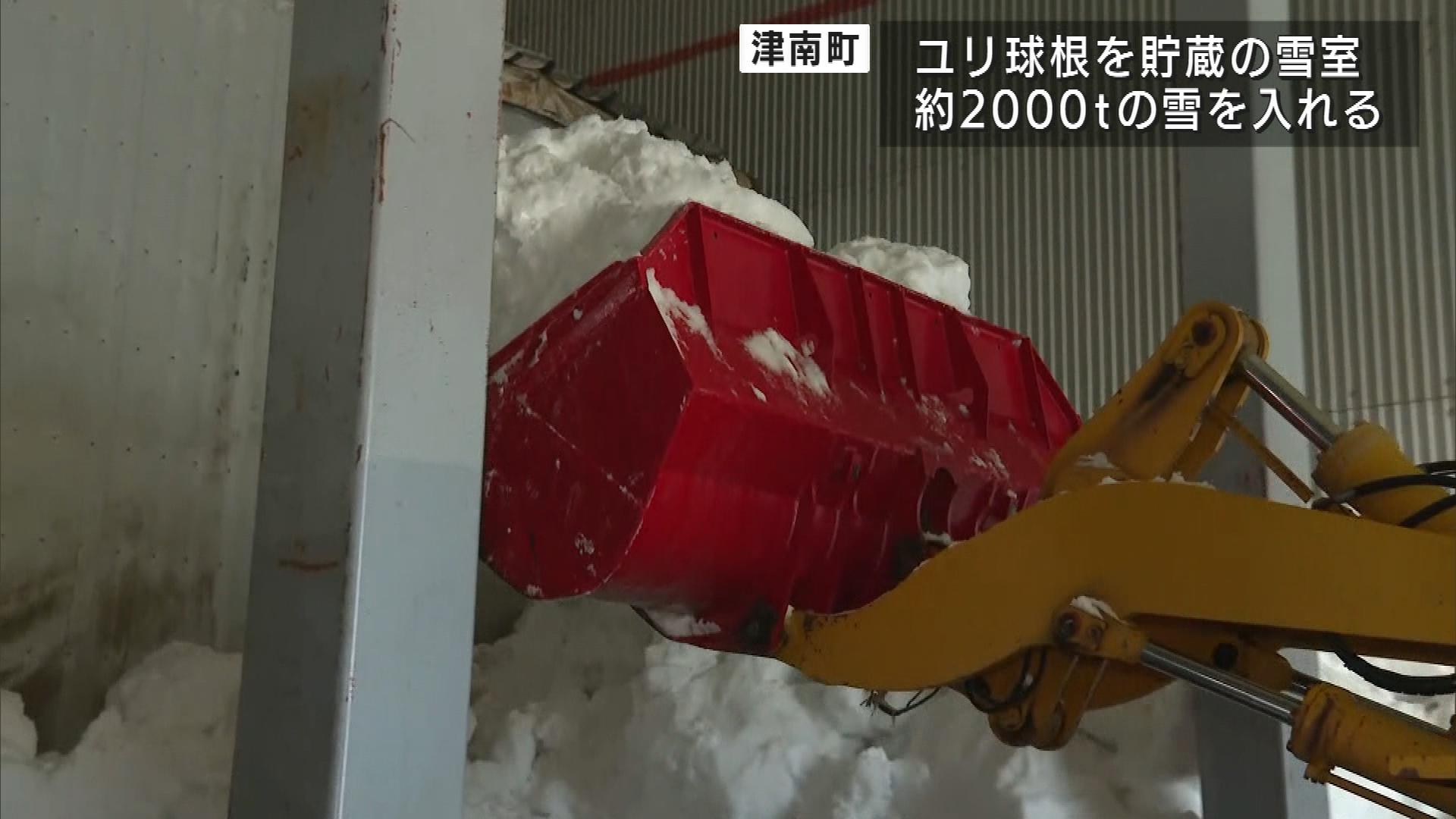 「雪室保存」で開花がゆっくり・長持ちに　津南町の特産ユリの球根【新潟】