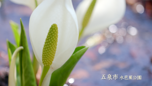 2023年3月🌱Team ECOメッセージは五泉市