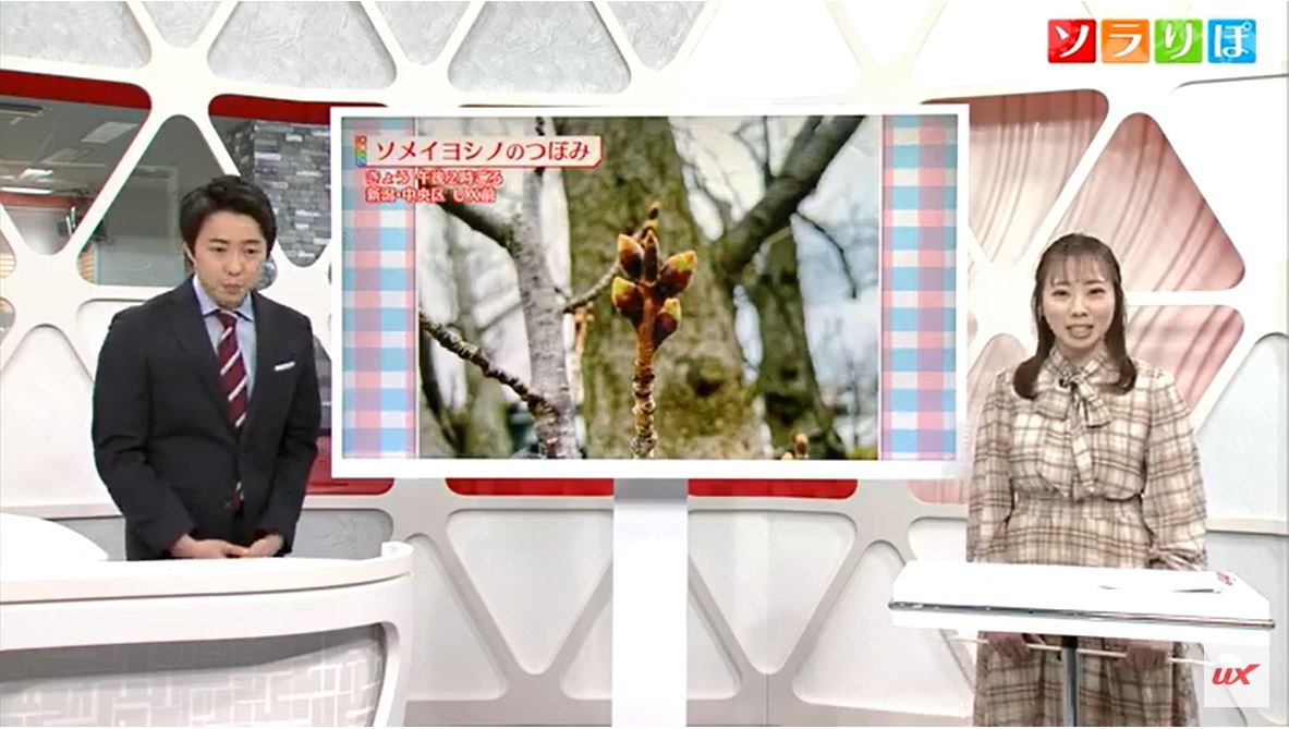 【気象予報士が解説】県内サクラの開花は？13日週は寒暖差や急激な雪解けに注意【新潟・13日】
