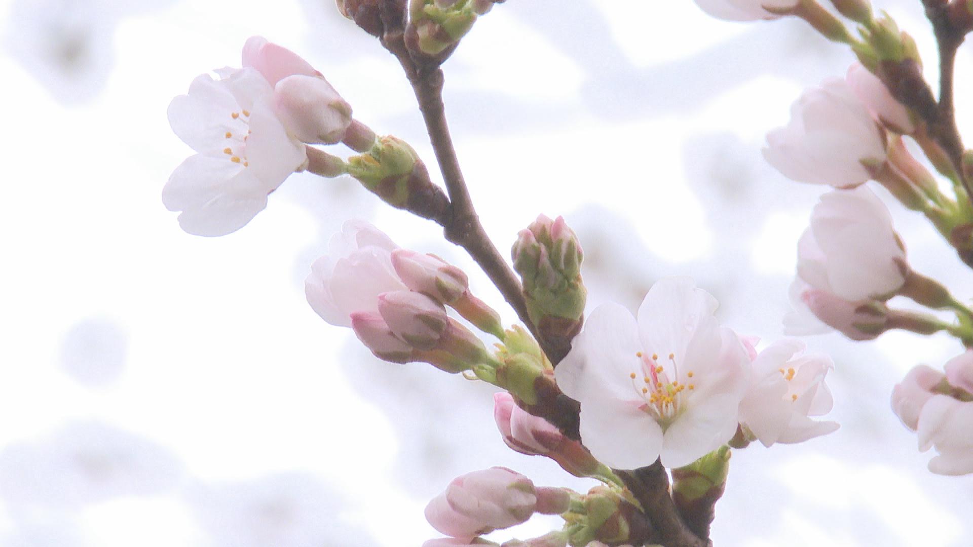 「日本三大夜桜」上越・高田城址公園のサクラ　１９５３年の観測開始以来　最速で開花発表　【上越】 2023年03月25日(土)
