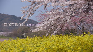 2023年4月🌱Team ECOメッセージは新潟市西蒲区