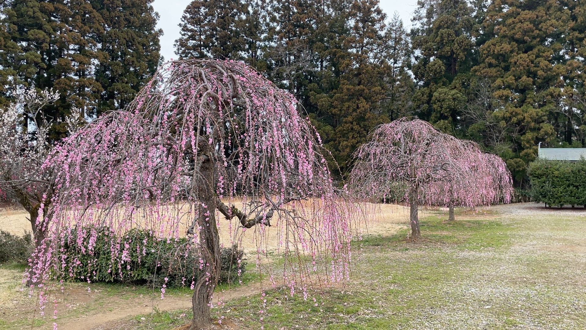 3/18『見ごろ！田上梅林公園』