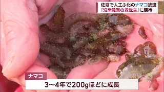 高級食材「ナマコ」の赤ちゃん海に放流　沿岸漁業の救世主に地元漁師も期待【新潟・佐渡市】