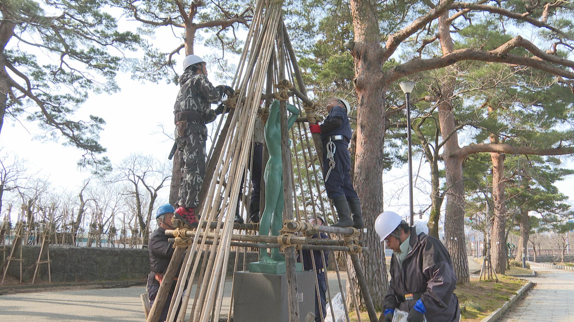 4年ぶりに宴会も！制限のない観桜会　高田城址公園　冬囲い外し春の準備【新潟・上越市】