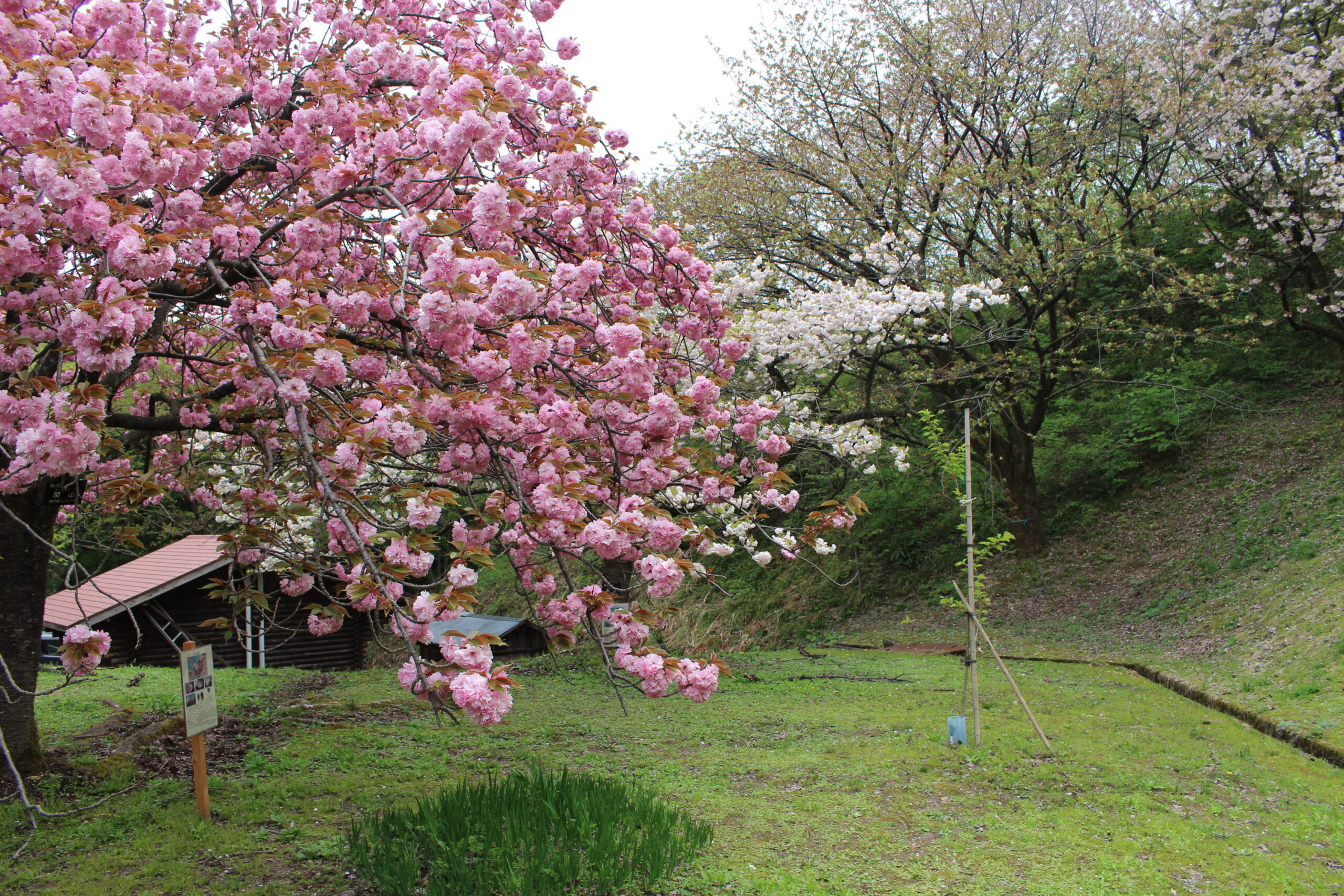 新発田市の大峰山桜公園でTeam ECO Work！を開催🌈