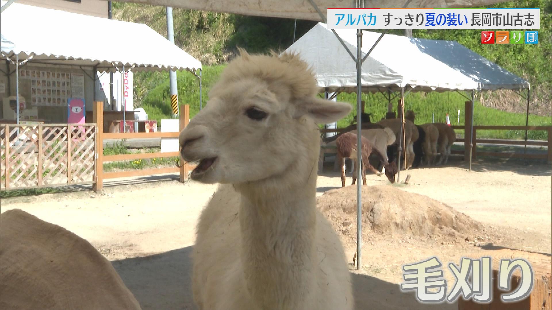 アルパカが夏の装い…　「毛刈り」ですっきり！？【新潟・長岡市】
