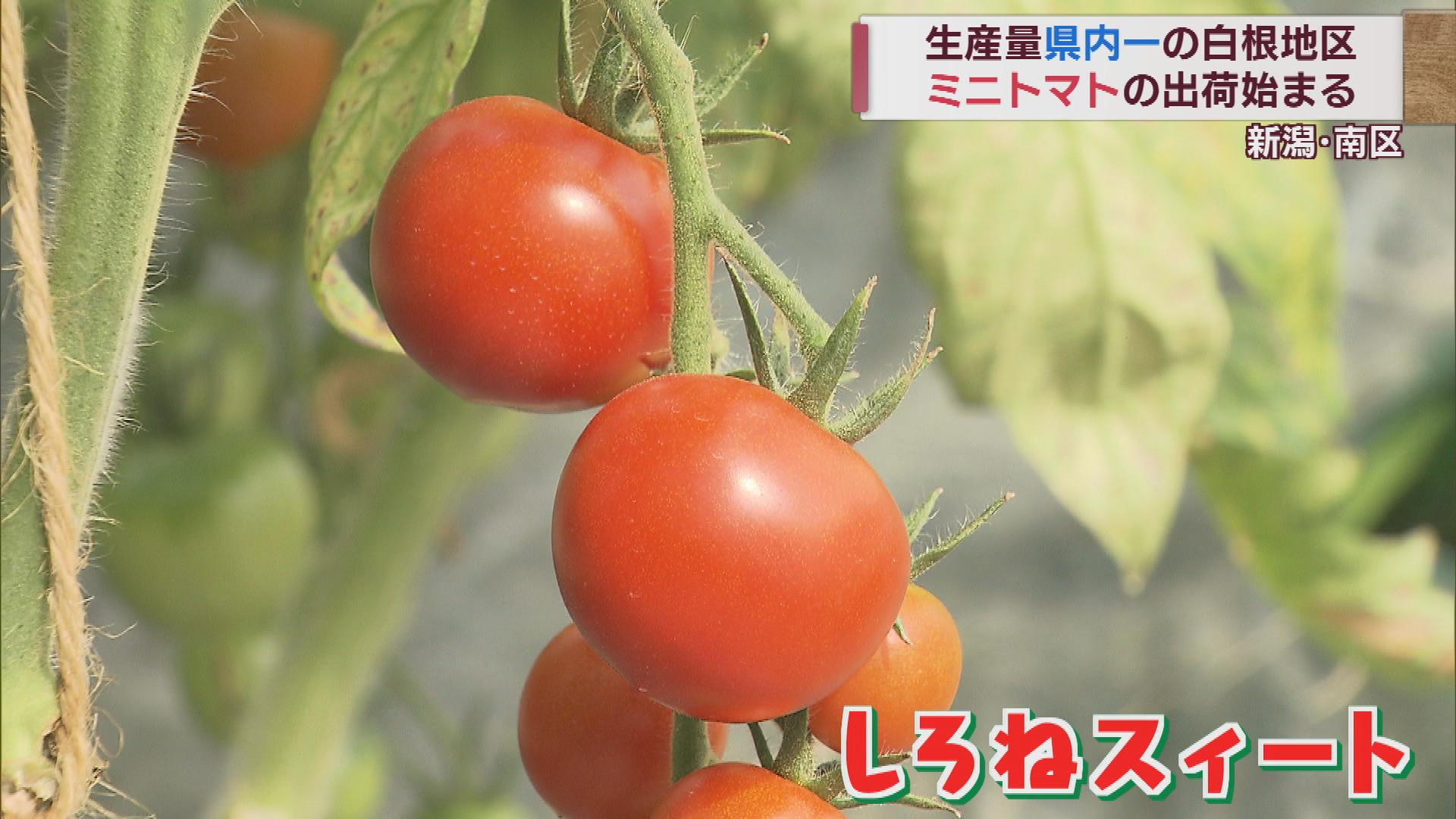 甘く育ったミニトマト　県内一の産地・新潟市南区白根地区で出荷始まる