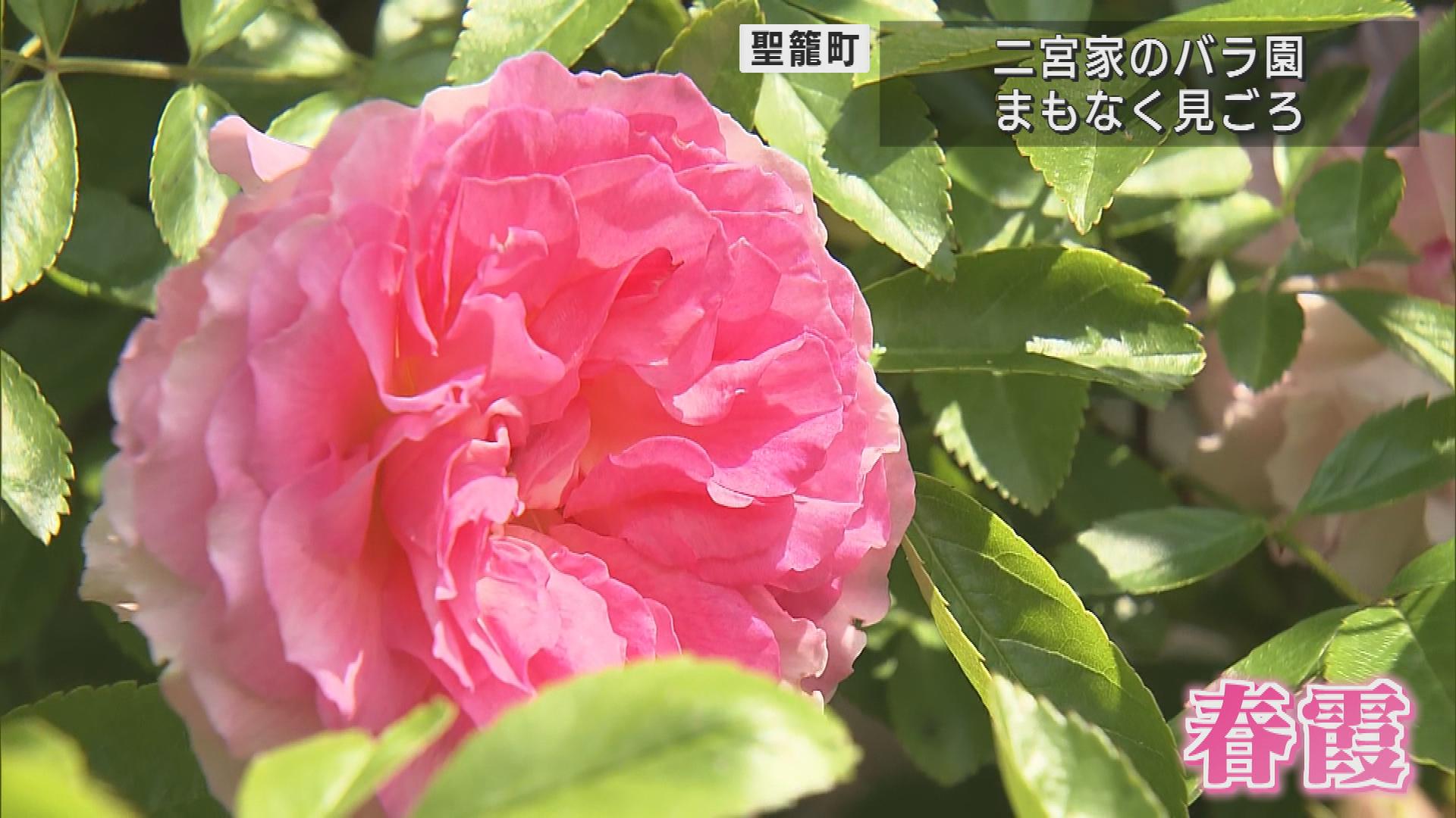 豪農の庭を彩る400種以上のバラ　聖籠町・二宮家のバラ園