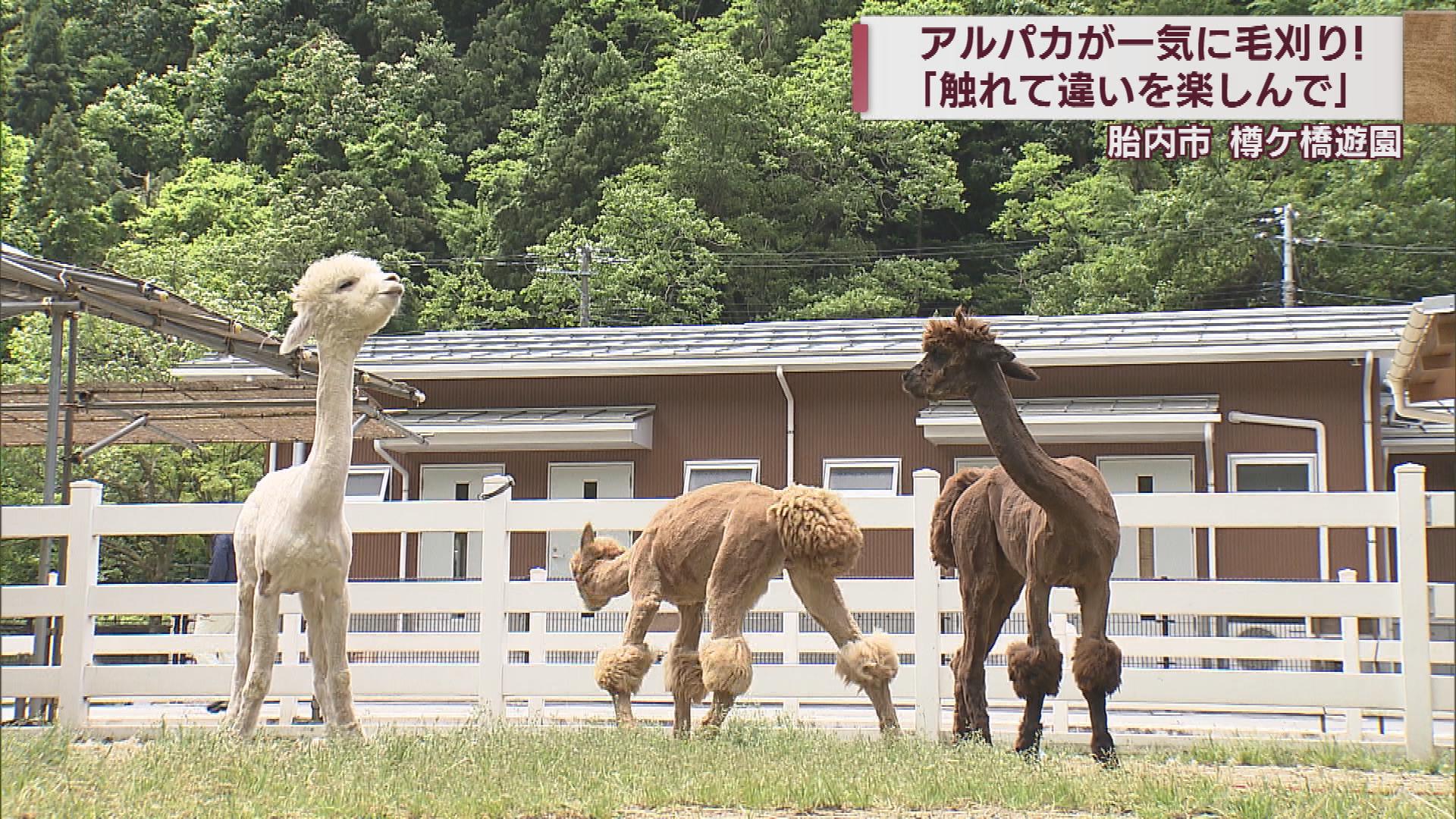 もふもふからスッキリ 胎内市の遊園地でアルパカ毛刈り 夏の準備【新潟】