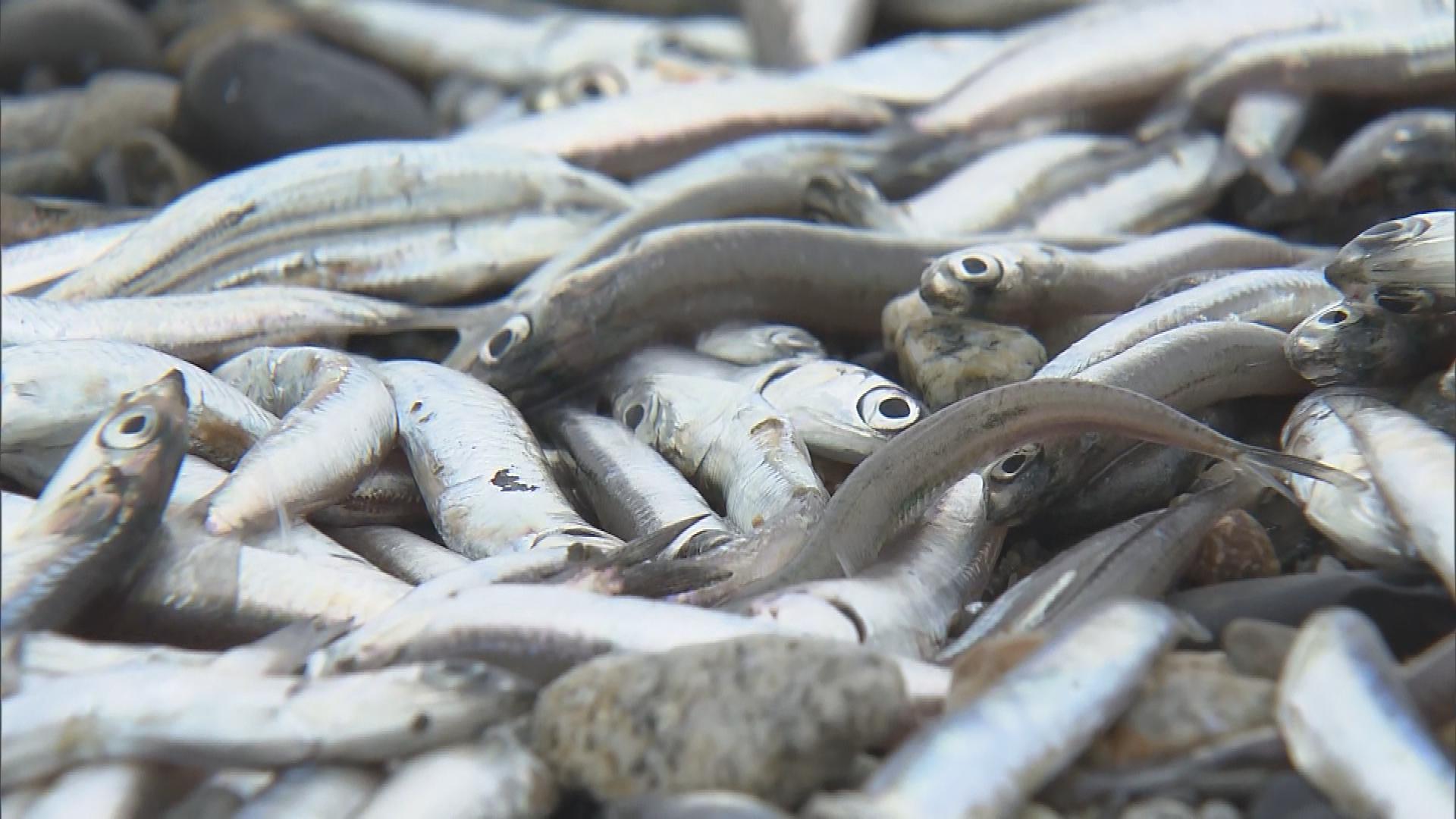 村上市の海岸に大量の魚が漂着 カタクチイワシとみられる【新潟】