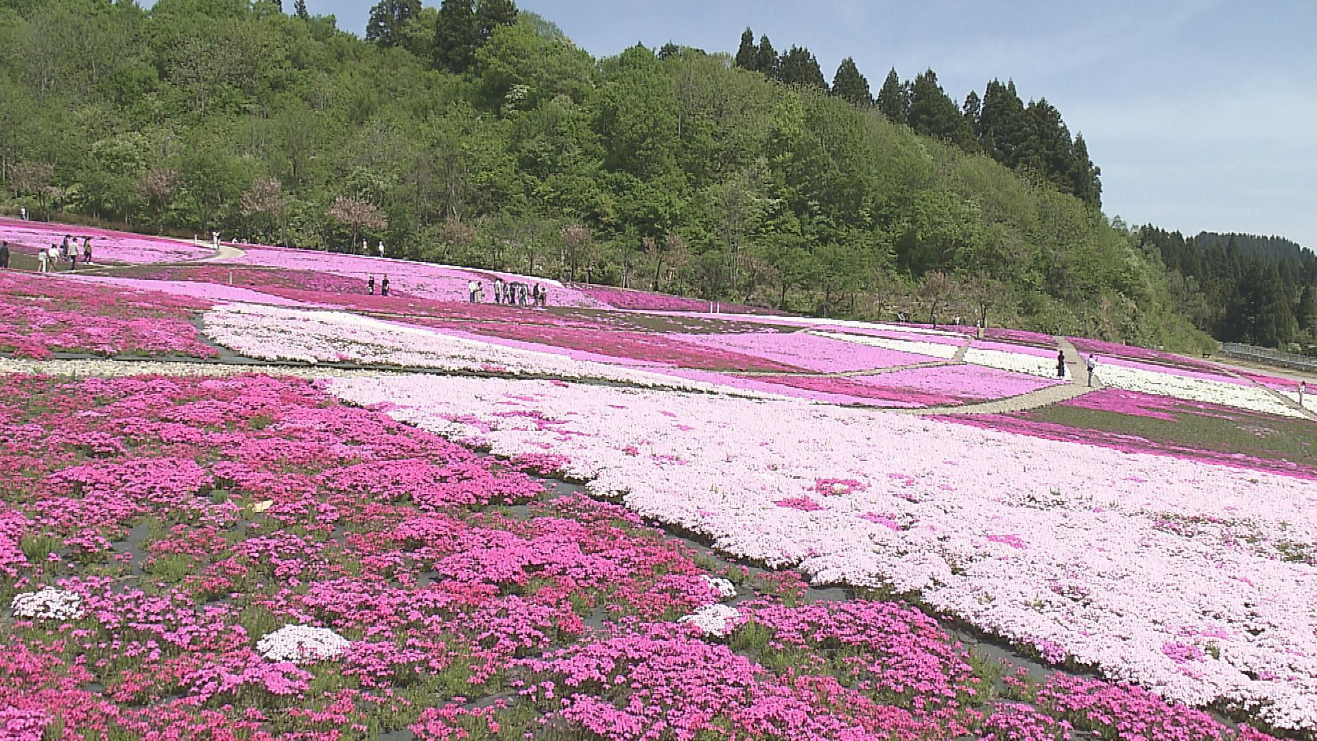 今が見ごろ　魚沼市「花と緑と雪の里」９種類２０万株のシバザクラ【新潟】