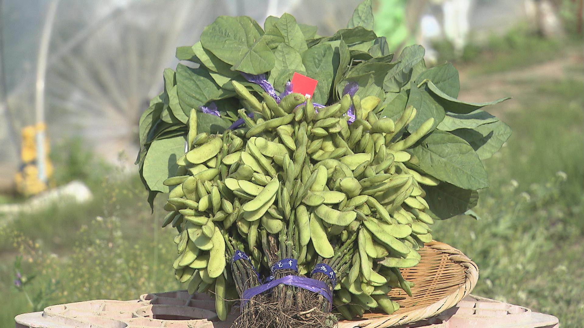 枝豆の季節到来　早生品種「弥彦むすめ」の出荷ピーク【新潟】