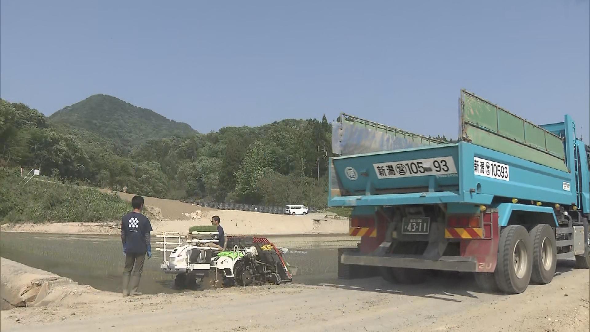 去年８月の豪雨被害の村上市でコシヒカリの田植え　例年より１週間遅れ【新潟】