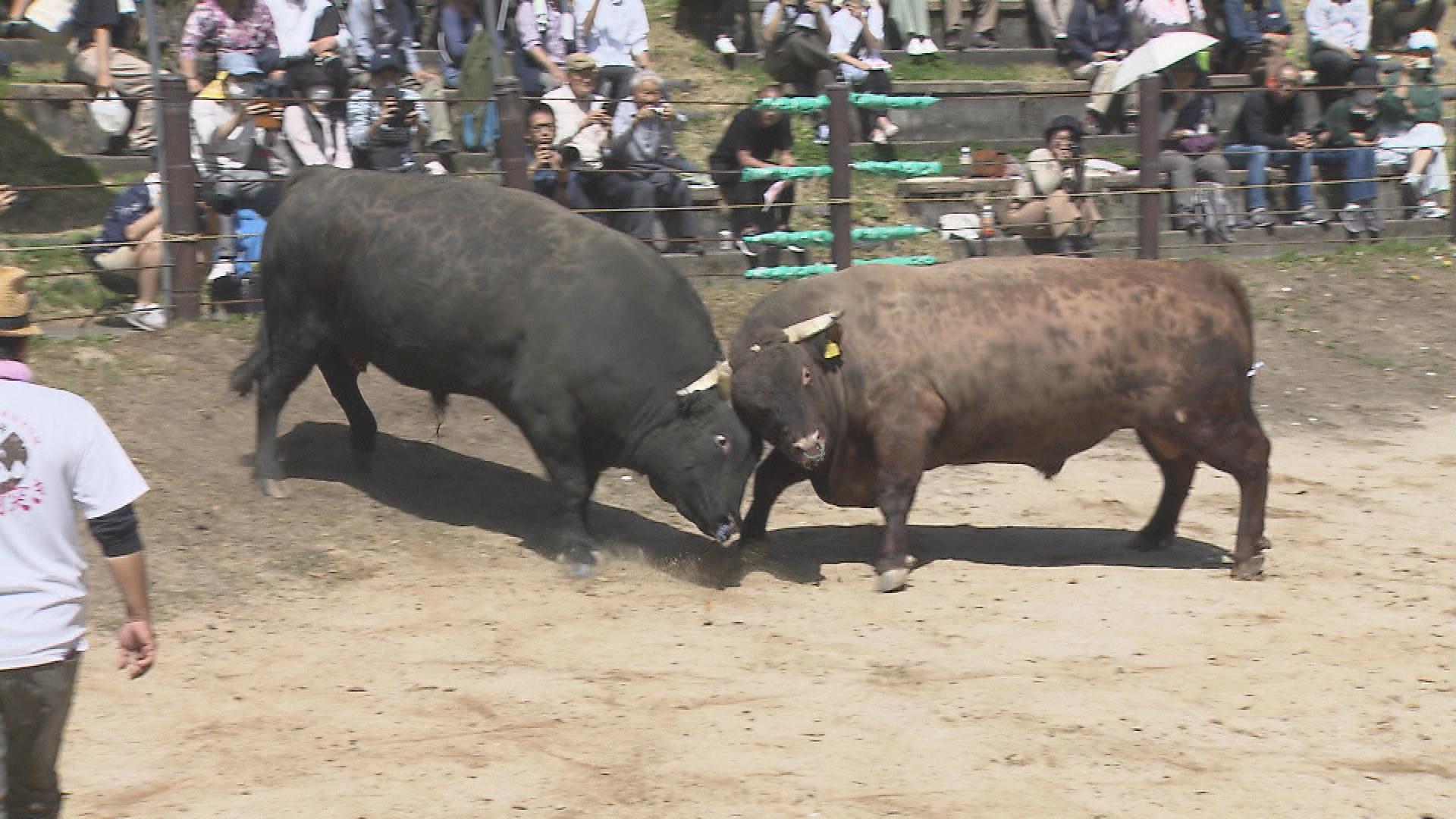 ツノがぶつかり合う迫力　長岡市山古志で伝統の「牛の角突き」【新潟】