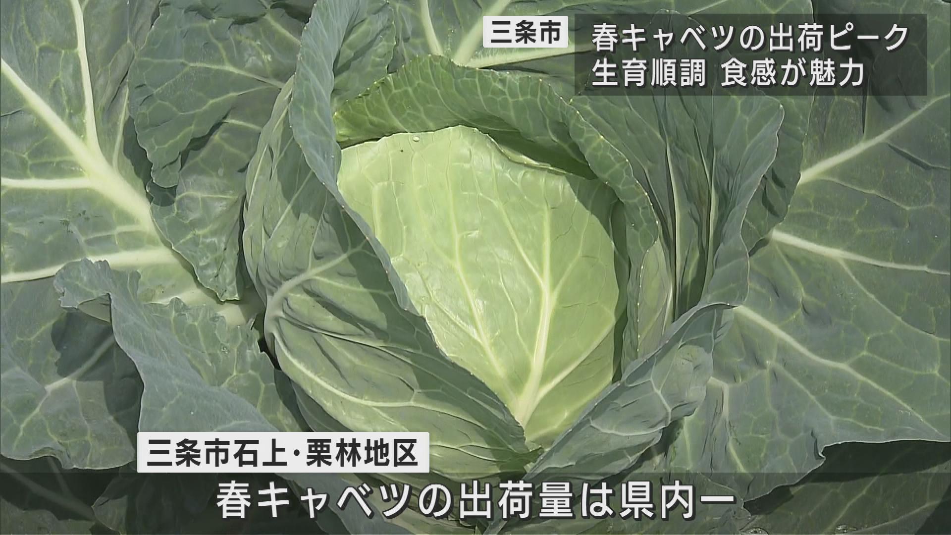 実が締まって歯ごたえシャキシャキ　三条自慢の春キャベツ【新潟】 2023年06月08日(木)