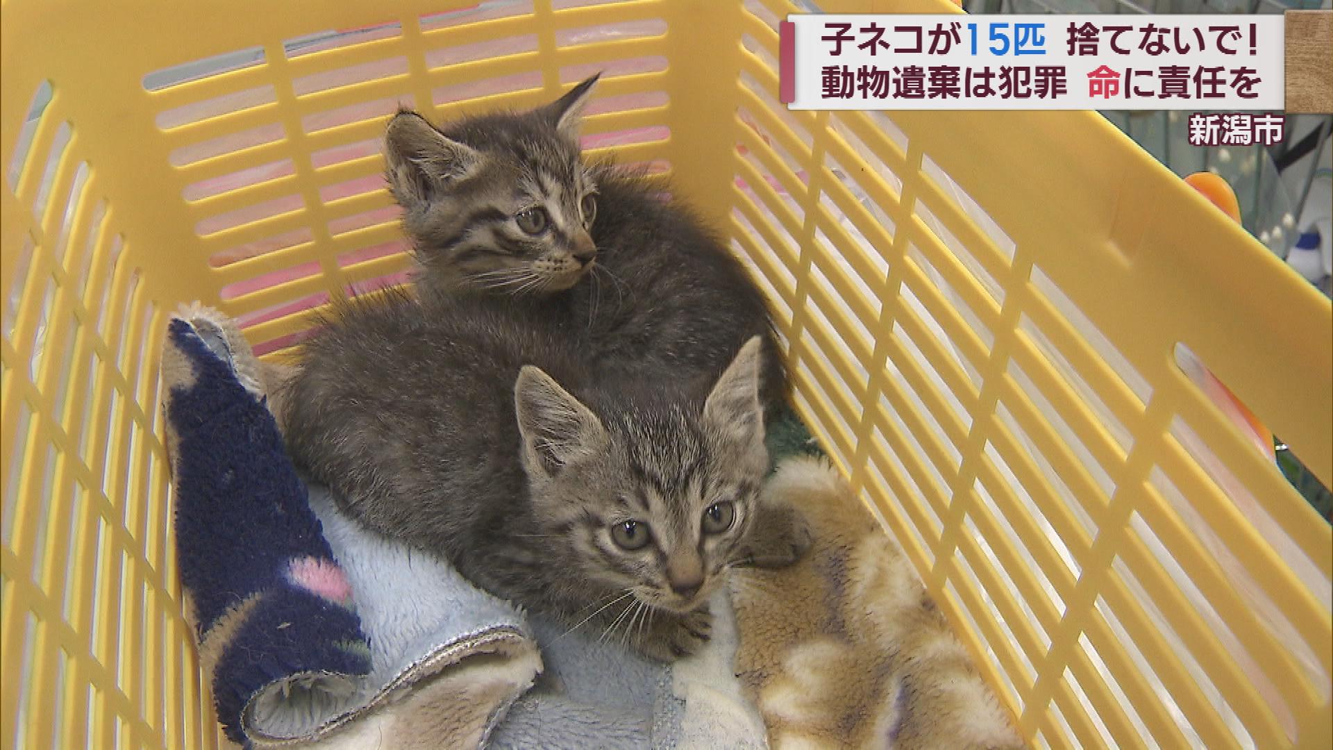 短期間に１５匹の子ネコが…捨てないで！小さな命に責任を【新潟】 2023年06月07日(水)
