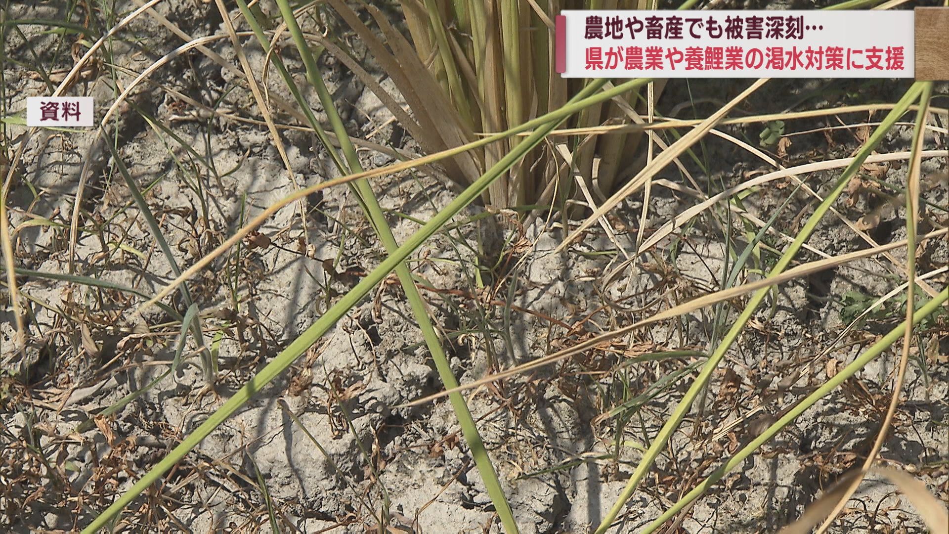 ニワトリ4000羽･牛18頭…暑さで死ぬ家畜相次ぐ 県 渇水対策を支援【新潟】