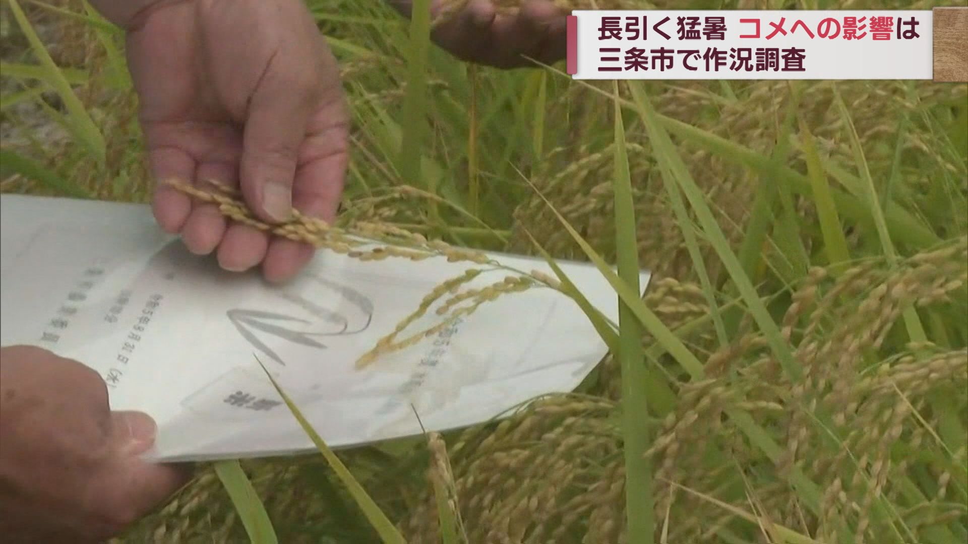 全国トップの暑さ続く中 コメの品質は 三条市では「やや不良」に【新潟】