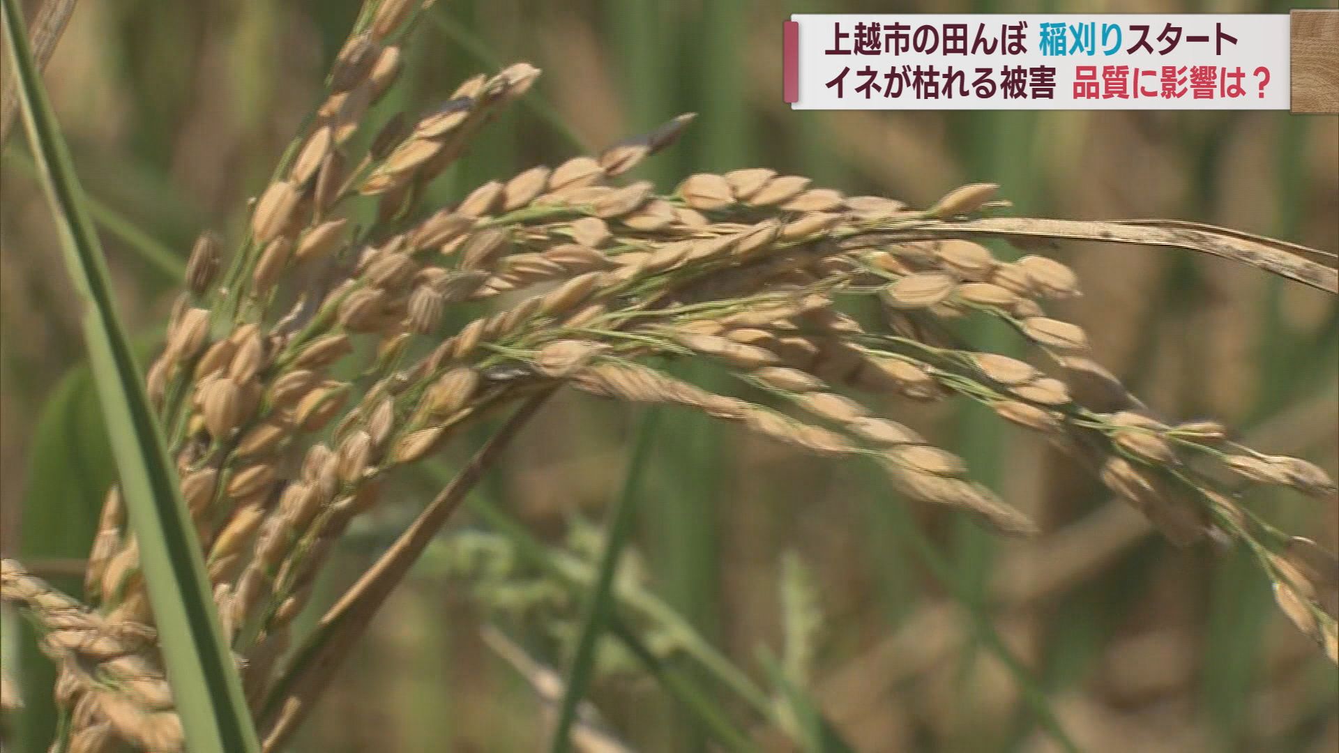 稲刈り始まる 水不足の影響は･･･「やれることはやった。けど･･･」【新潟】