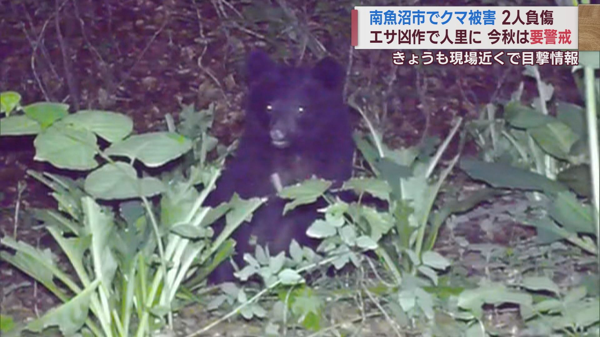 「クマは山奥ではなくすぐ近くに」専門家が警鐘 クマに襲われ夫婦2人がけが【新潟】